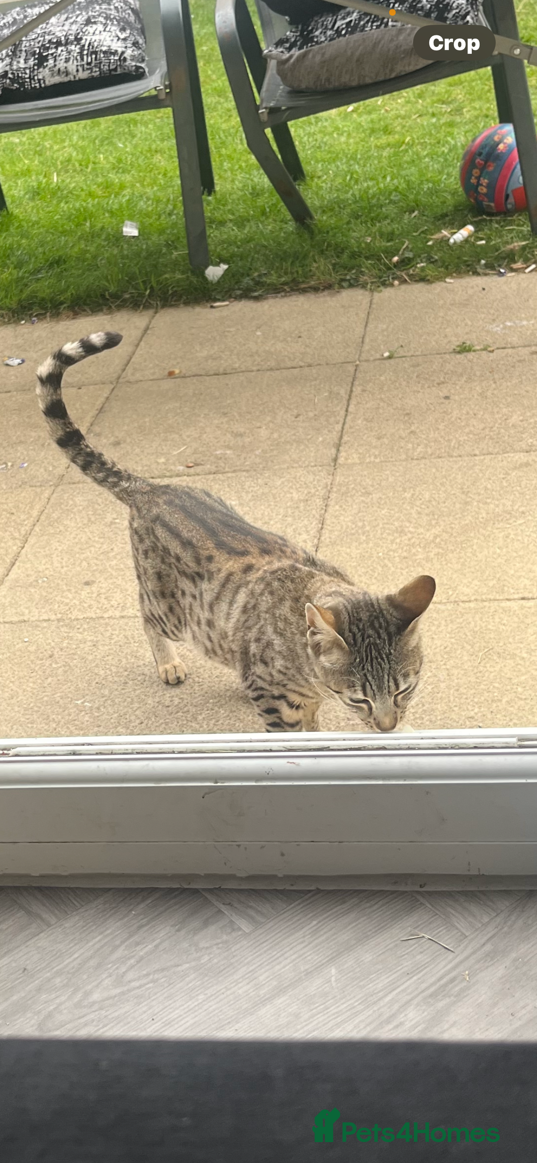 Savannah cats for sale: Full savannah girl  - Image 6