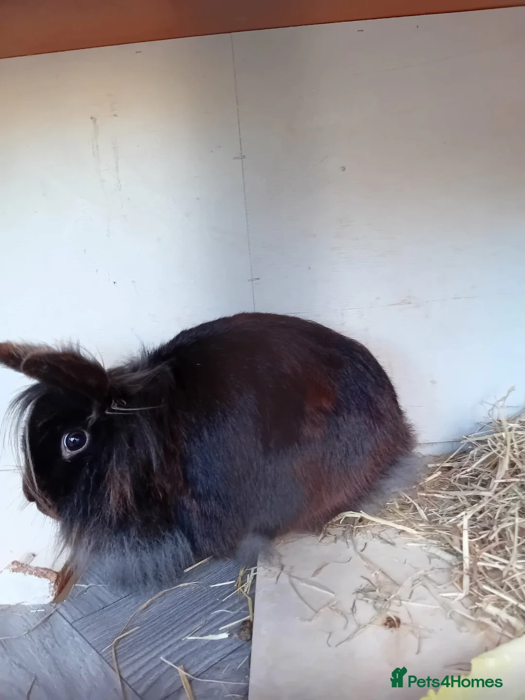 Lionhead rabbits for sale: 🌻Pure lionhead and Lionlop🌻 in Haverhill - Advert 2