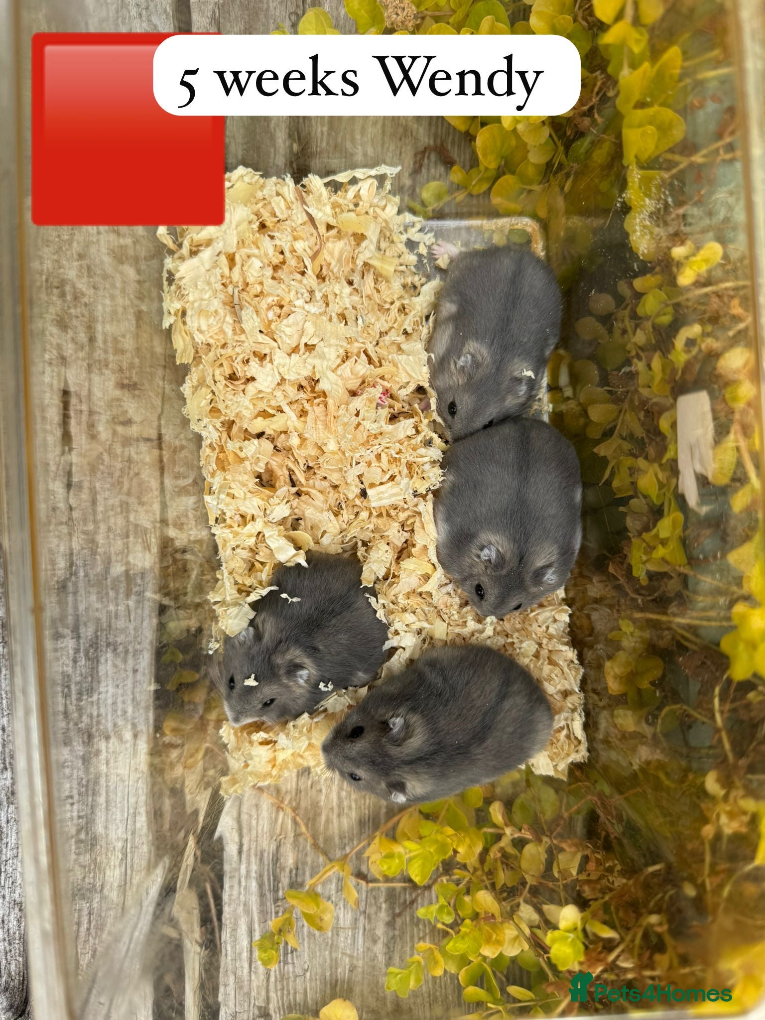 Hamster rodents for sale:  Beautiful baby winter white russian hamsters - Advert 6