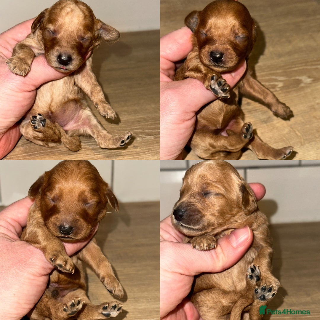 Goldendoodle dogs for sale: Miniature Goldendoodles - Ready Mid December  - Advert 7