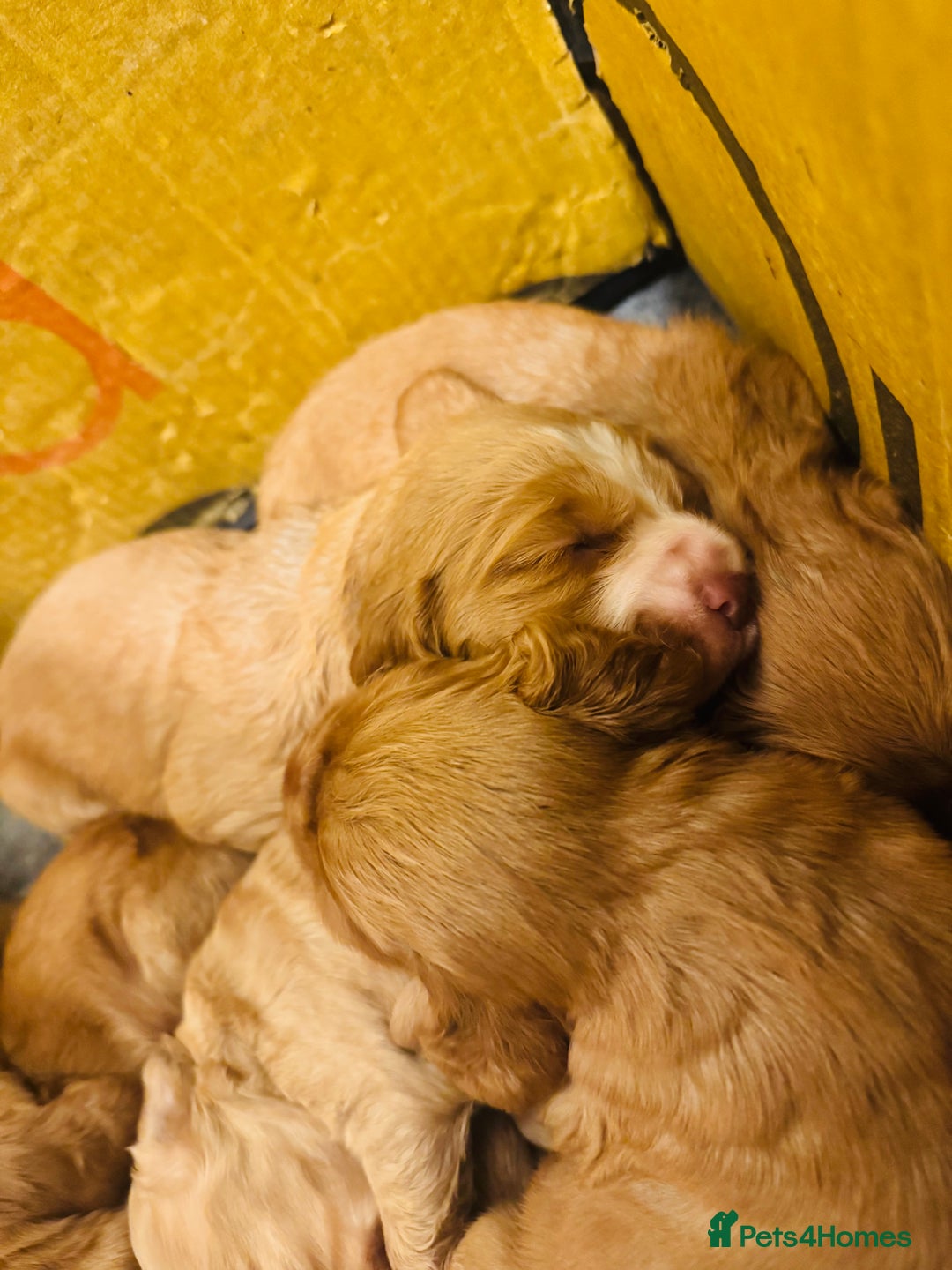 Cocker Spaniel dogs for sale: Ginger/Lemon Cocker Spaniel Puppies - Image 5