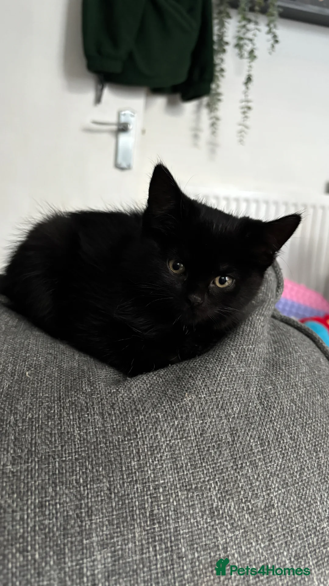 Mixed Breed cats for sale: 10 week old kittens. Ready Now - Advert 6