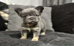 French Bulldog dogs for sale: High Quality French Bulldog Puppies  - Image 12