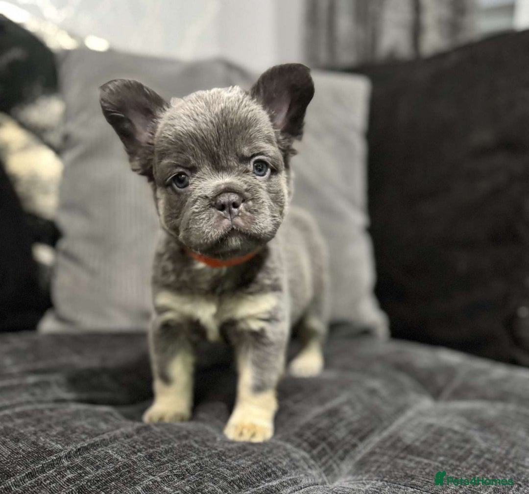 French Bulldog dogs for sale: High Quality French Bulldog Puppies  - Image 12