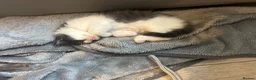 Ragdoll cats for sale: 3 x 1/2 Ragdoll Kittens  in Lancing - Advert 6