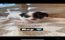 Jack Russell dogs for sale: JackRussell puppies ready for there forever homes  - Advert 5