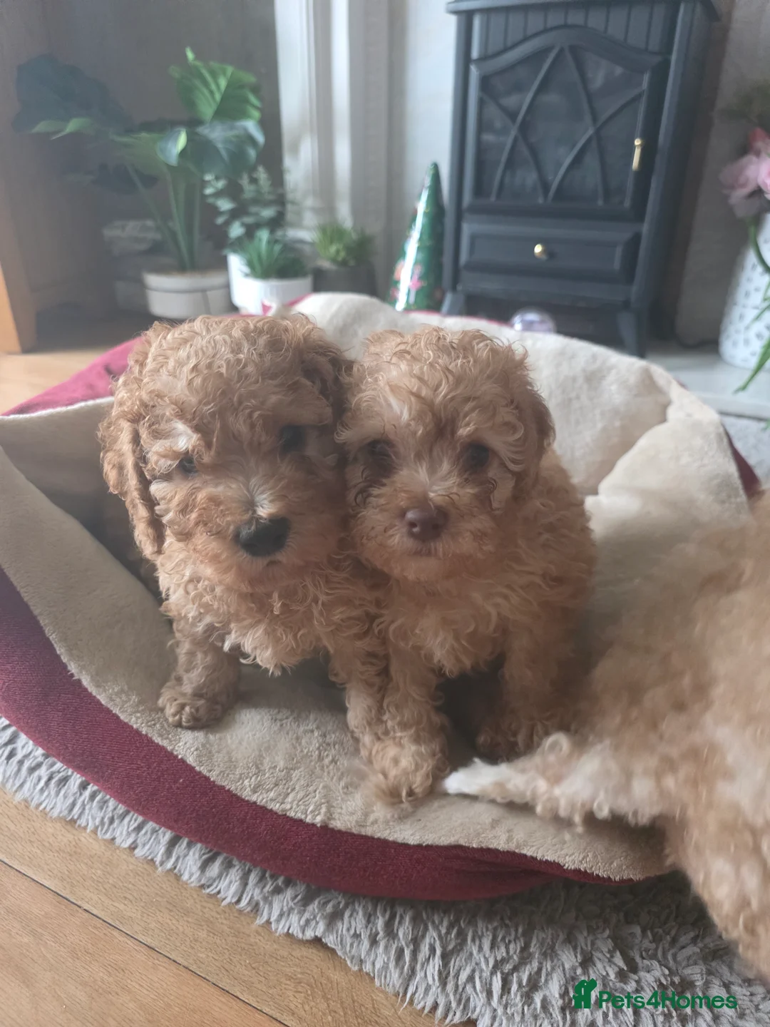 Cockapoo dogs for sale: Cream Cockapoo puppies - Advert 12