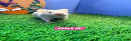 Hamster rodents for sale: Syrian Hamster Babiy Males Females Boy Girl - Advert 13
