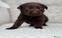 Labrador Retriever dogs for sale: Stunning chocolate Labrador’s with silver jeans  - Image 9