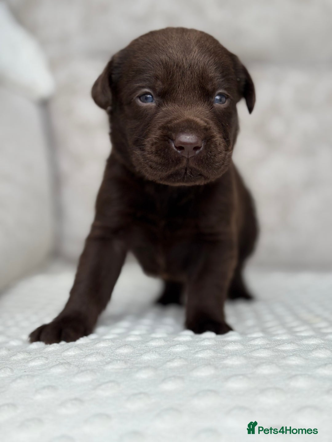 Labrador Retriever dogs for sale: Stunning chocolate Labrador’s with silver jeans  - Image 9
