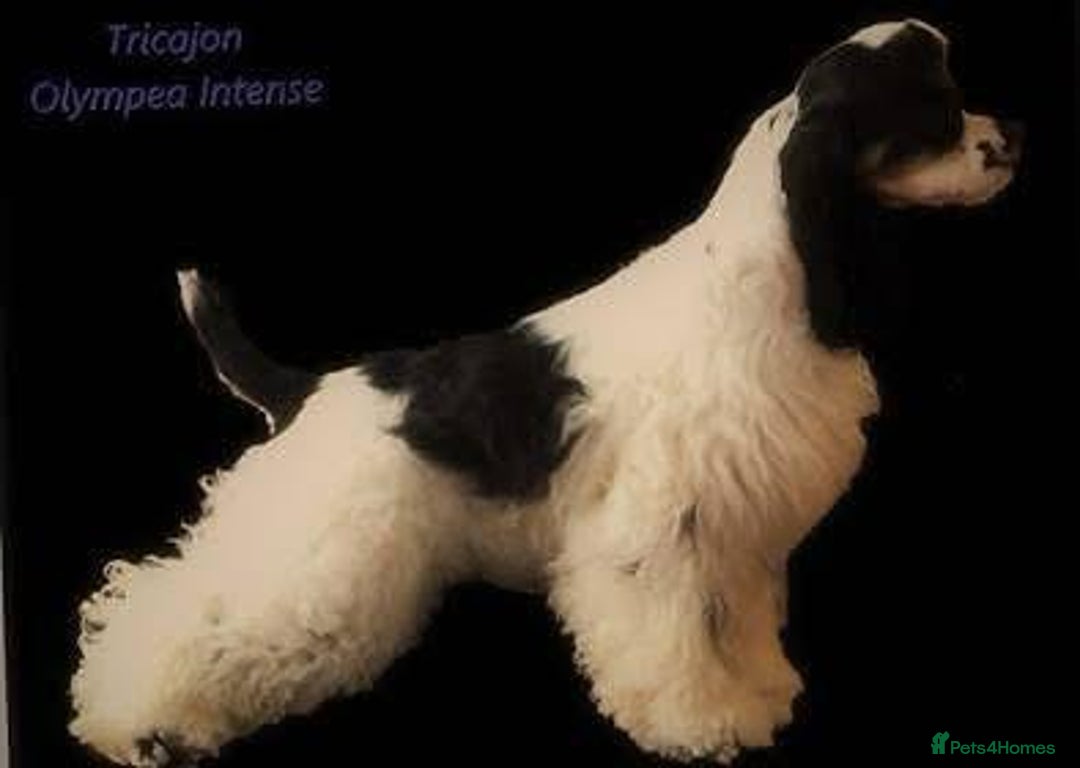 American Cocker Spaniel dogs for sale: American Cocker Spaniel Puppy - Advert 2