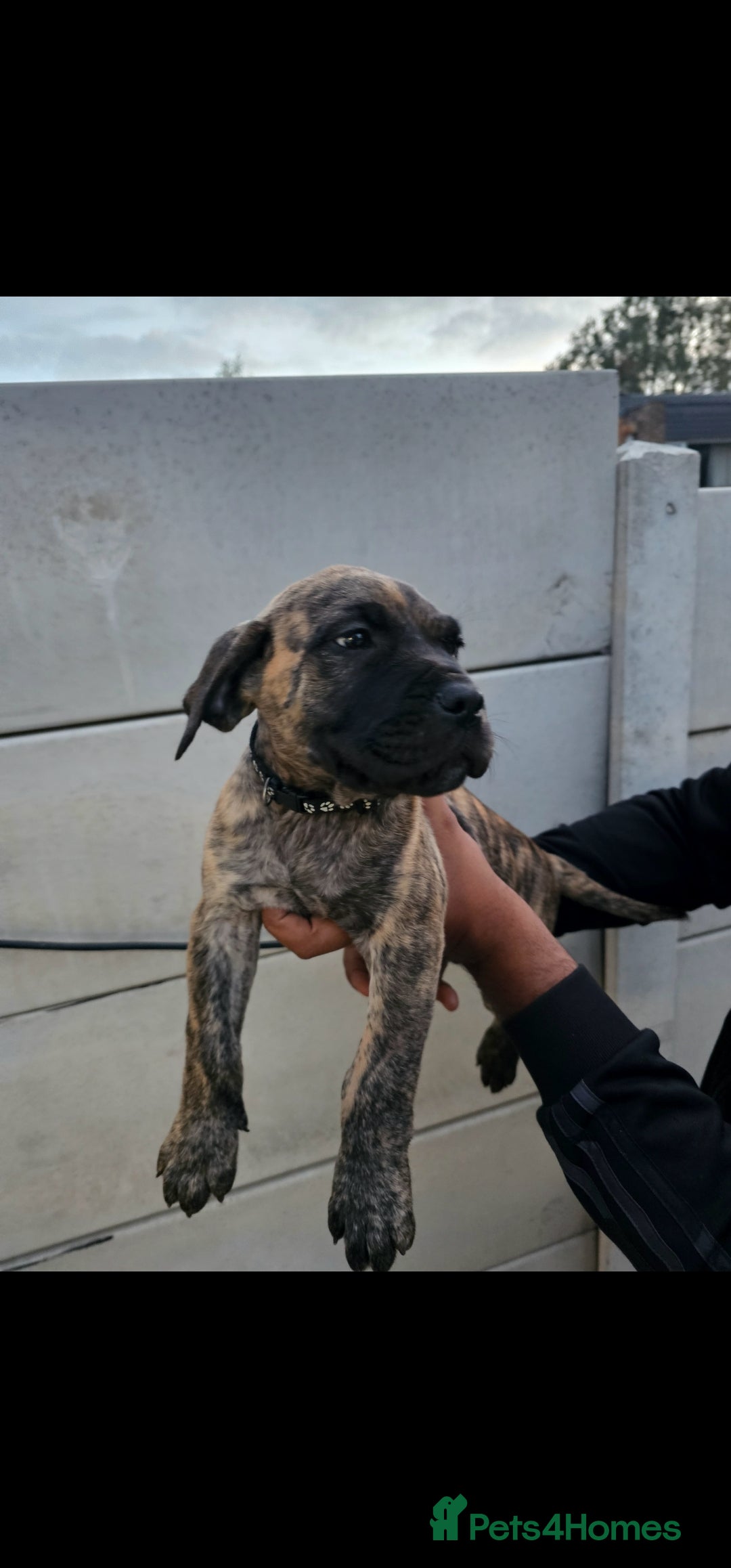 Presa Canario dogs ❗️LAST FINAL PRICE❗️ PRESA CANARIO PUPPIES - Advert 1