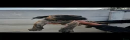 Presa Canario dogs for sale: Presa Canario Puppies –Reduced Price-Top bloodline - Advert 17