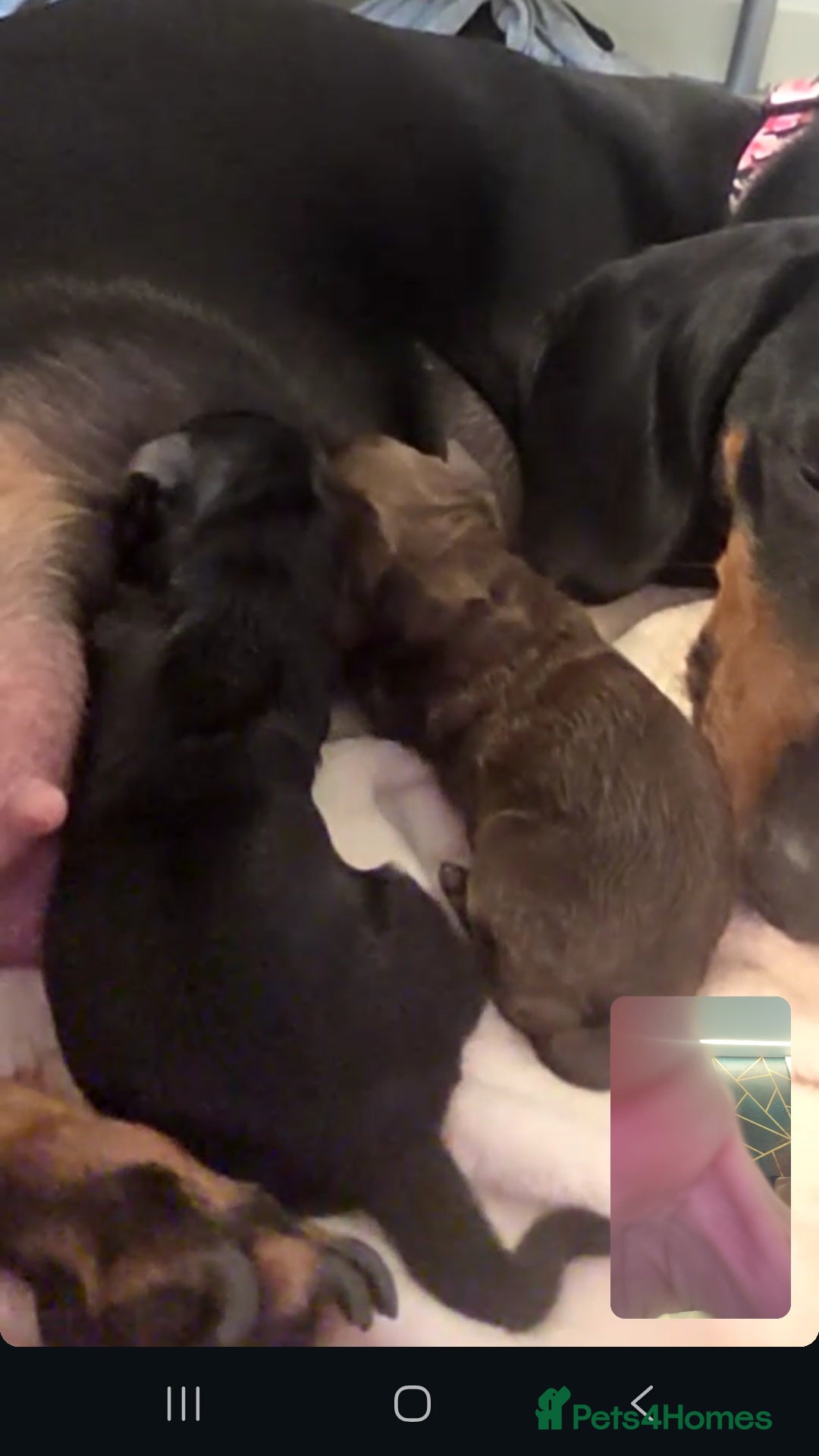 Mixed Breed dogs for sale: 🐾🐾 BEAUTIFUL DACHSHUND/SHI-POO PUPPIES . in Bridgend - Advert 15