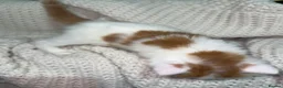 American Shorthair cats for sale: Cuddly Cute Kalic Kittens🐾 - Advert 18