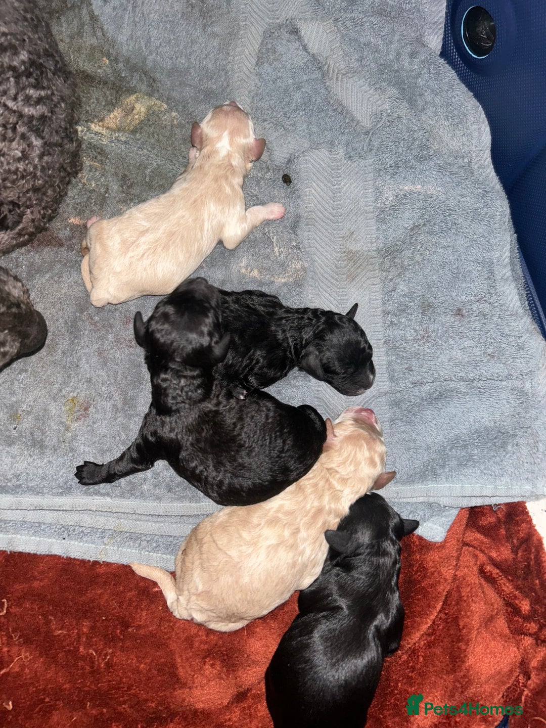 Cockapoo dogs for sale: Stunning Cockapoo Pupppies - Image 2