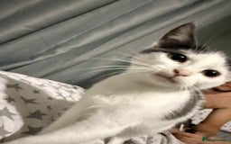 Mixed Breed cats for sale: 4 month old kitten for sale  - Image 2