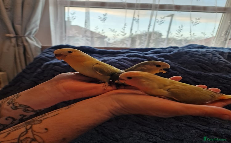 Lovebirds birds - Advert 6