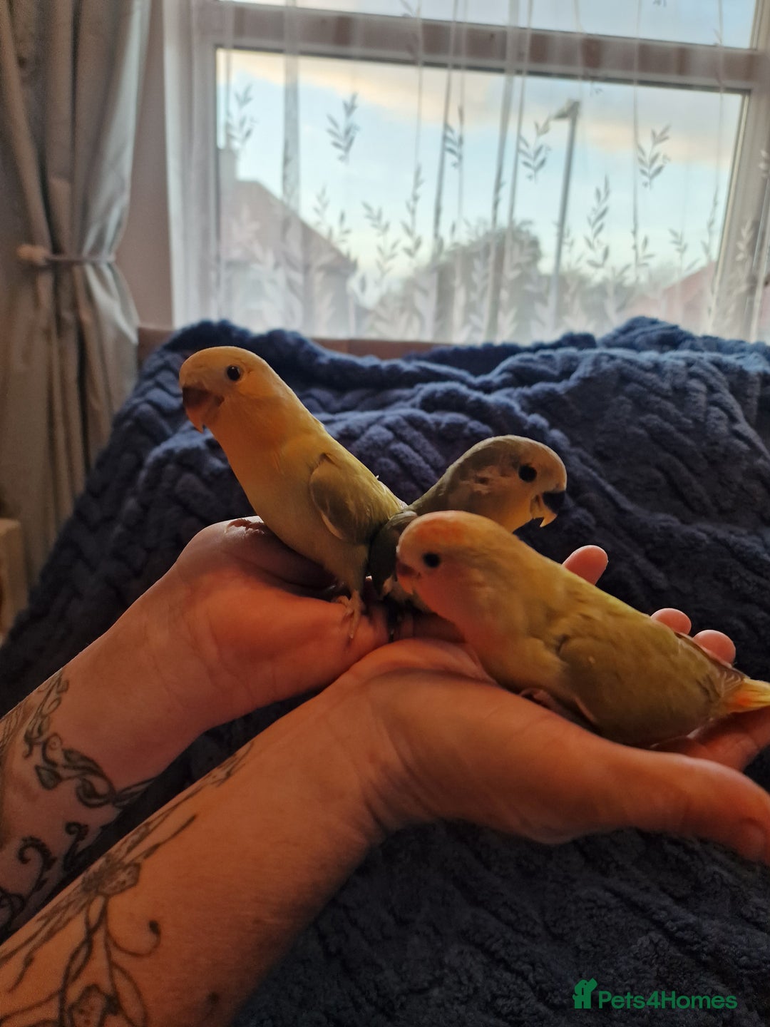 Lovebirds birds for sale: Hand Reared Peach Faced Lovebird Babies - Image 1