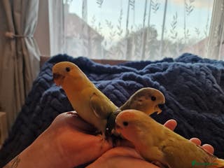 Lovebirds birds *SOLD* Hand Reared Peach Faced Lovebird Babies - Advert 10