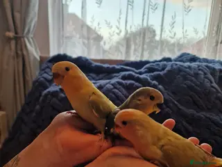 Lovebirds birds Hand Reared Peach Faced Lovebird Babies - Advert 11