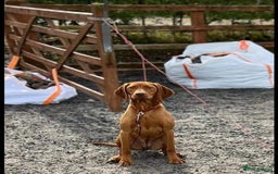 Hungarian Vizsla dogs for sale: CHAMPION BRED KC HUNGARIAN VIZSLAS - Image 9