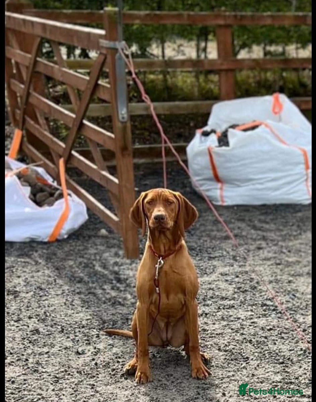 Hungarian Vizsla dogs for sale: CHAMPION BRED KC HUNGARIAN VIZSLAS - Image 9