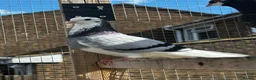 Pigeons birds for sale: Quality pigeons for sale  - Advert 1