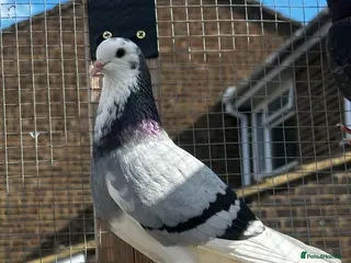 Pigeons birds Quality pigeons for sale - Advert 7