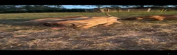 Boerboel dogs for sale: Dee Bradbury - Advert 9