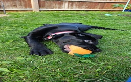Labrador Retriever dogs for sale: Black Labrador puppy girl - Willow  - Image 4