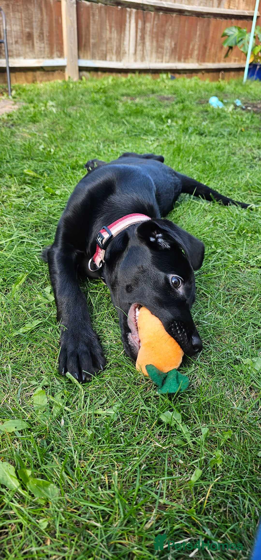 Labrador Retriever dogs for sale: Black Labrador puppy girl - Willow  - Image 4
