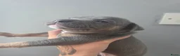 American Bully dogs for sale: Pocket bullys puppies - Advert 9