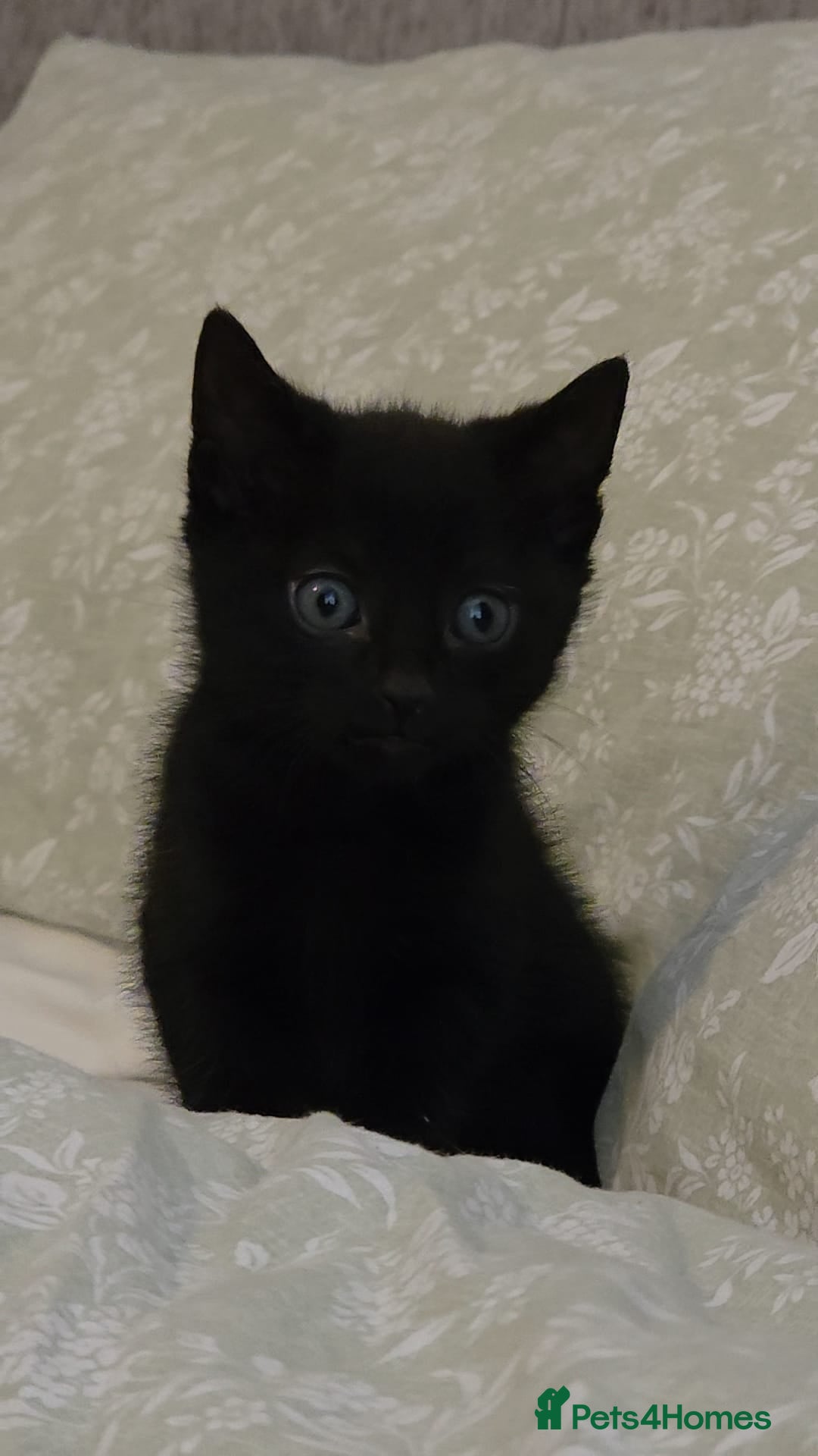 Mixed Breed cats Full black/brown male kitten  - Advert 6