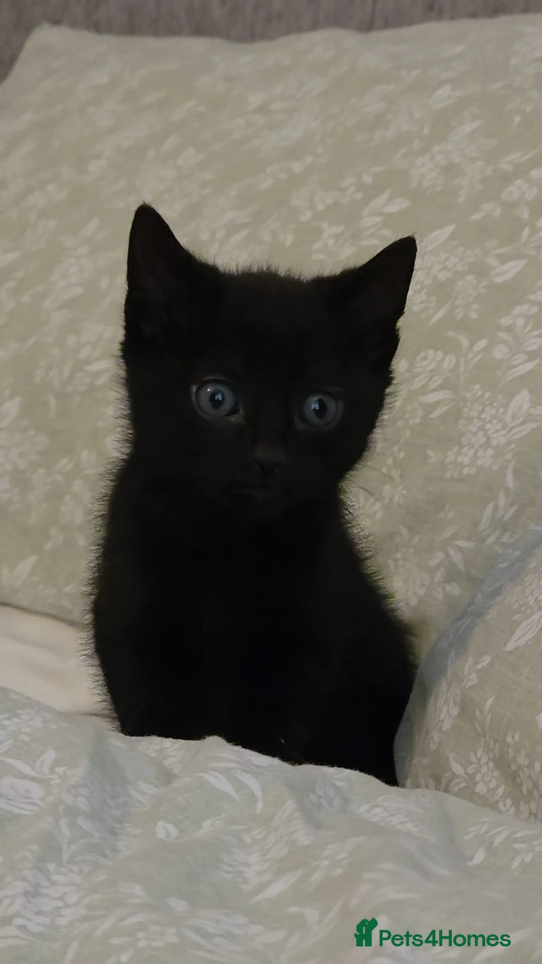 Mixed Breed cats for sale: Full black/brown male kitten  - Advert 1