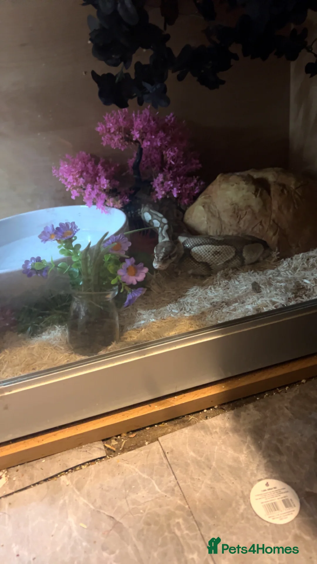 Snake reptiles for sale: Banana  in Gillingham - Advert 1