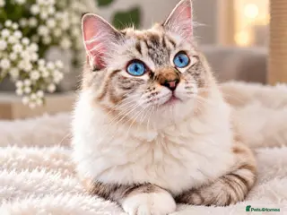 Ragdoll cats Stunning FIFe Pedigree Ragdoll Boys 💙 - Advert 1