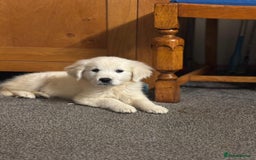 Golden Retriever dogs for sale: Beautiful golden retriever girl  - Image 3
