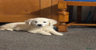 Golden Retriever dogs - Advert 4