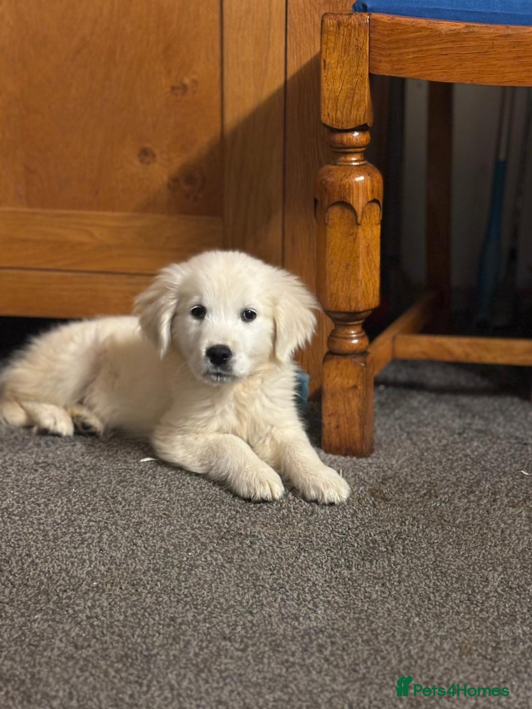 Golden Retriever dogs for sale: Beautiful golden retriever girl  - Image 3