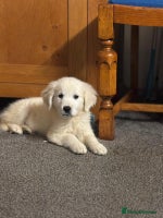 Golden Retriever dogs - Advert 2