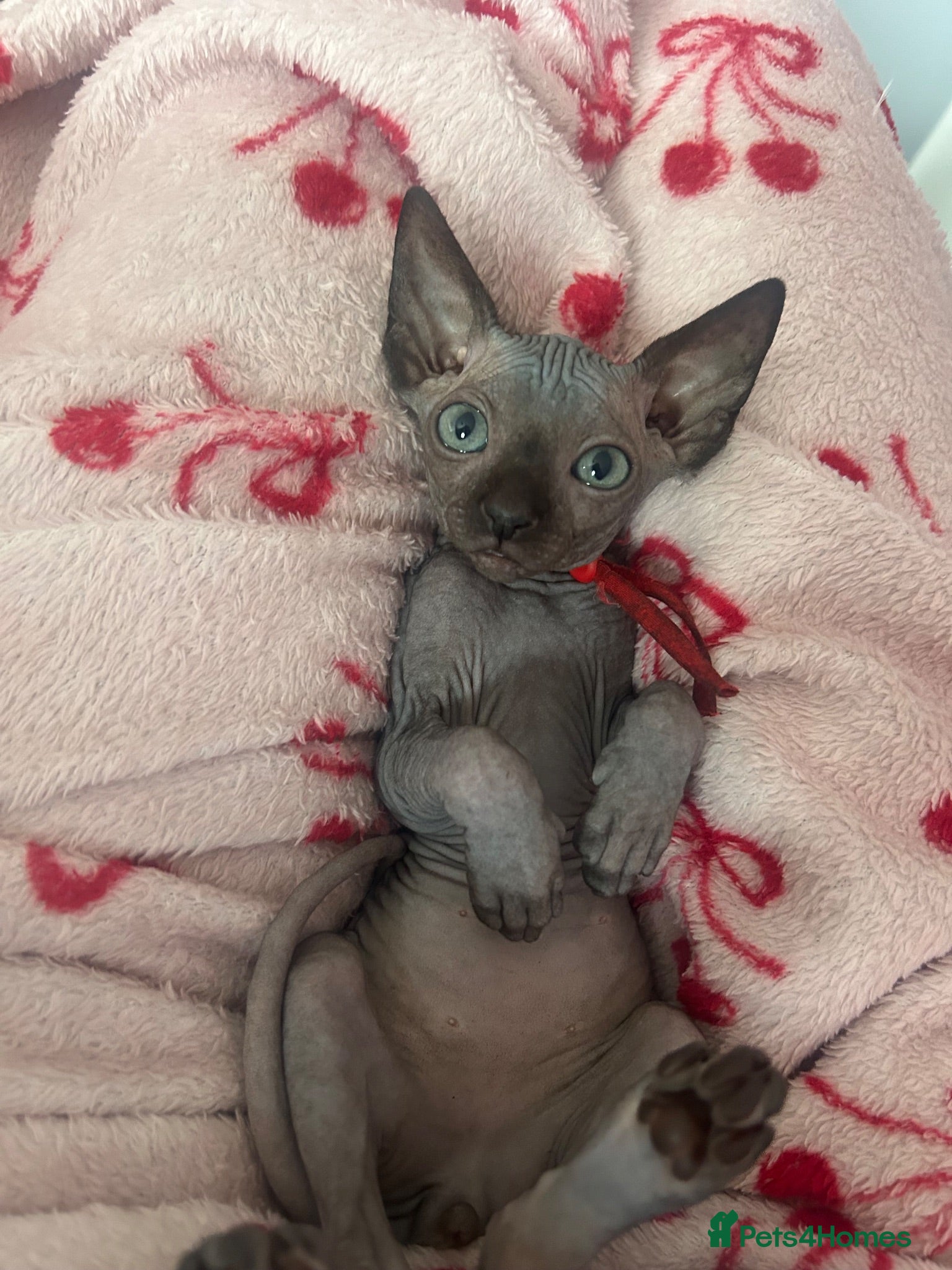 Sphynx cats Pure grey Canadian sphyn **  - Advert 6