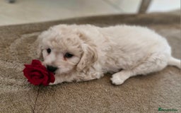Mixed Breed dogs for sale: Maltipoo puppies All sold.  - Image 3