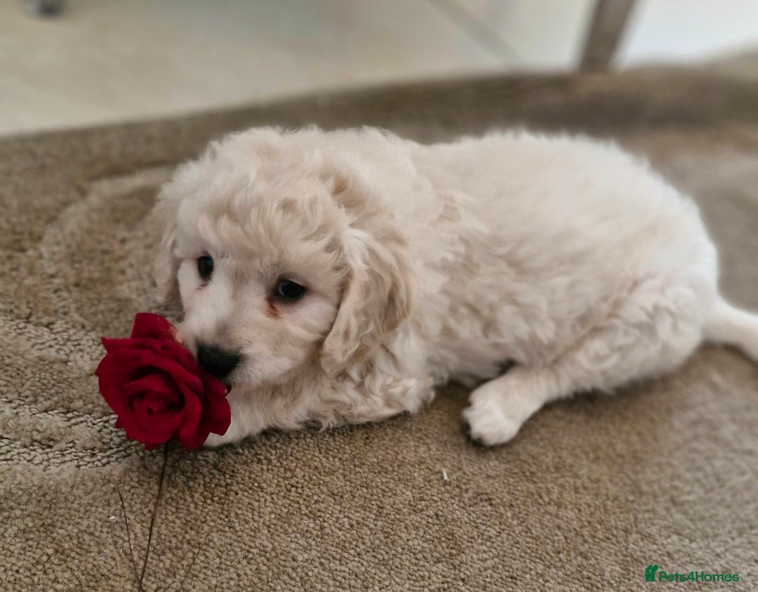 Mixed Breed dogs for sale: Maltipoo puppies All sold.  - Image 3