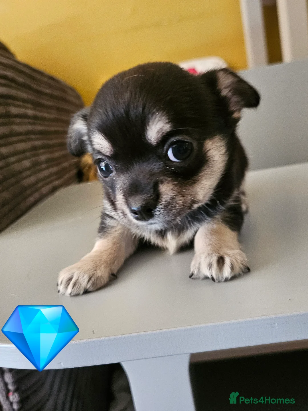 Chihuahua dogs for sale: Adorable Chihuahua puppies  - Advert 7