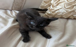 Bengal cats for sale: Purebred Spotted Bengal Kittens Brown Charcoal - Image 21