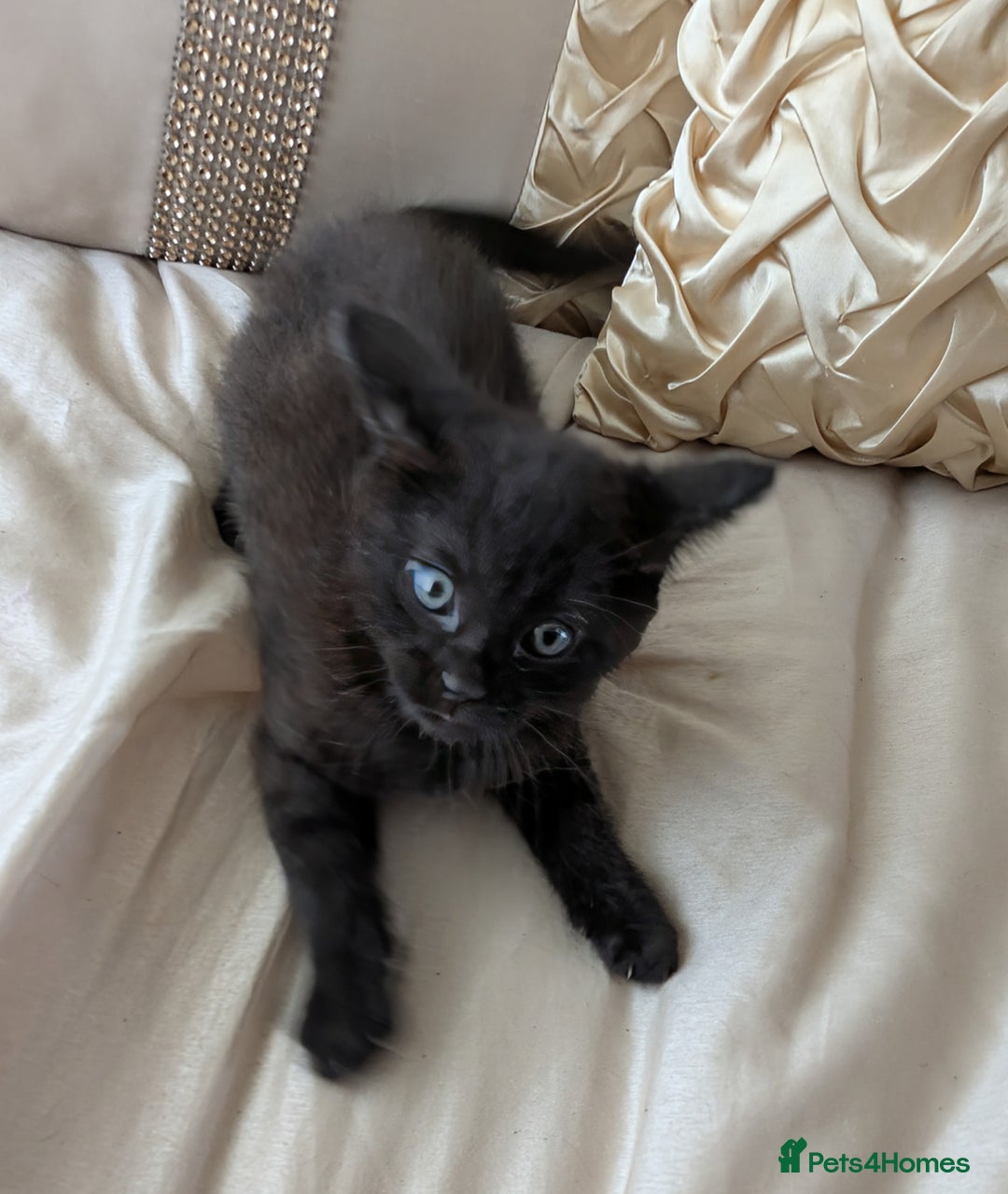Bengal cats for sale: Purebred Spotted Bengal Kittens Brown Charcoal - Image 21