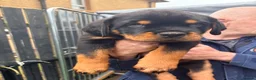 Rottweiler dogs for sale: 2 amazing KC registered rottweiler puppies left - Advert 12