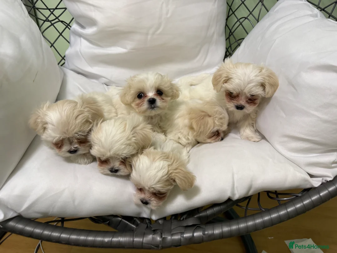 Maltese dogs for sale: 5 beautiful Maltese puppies  - Advert 16