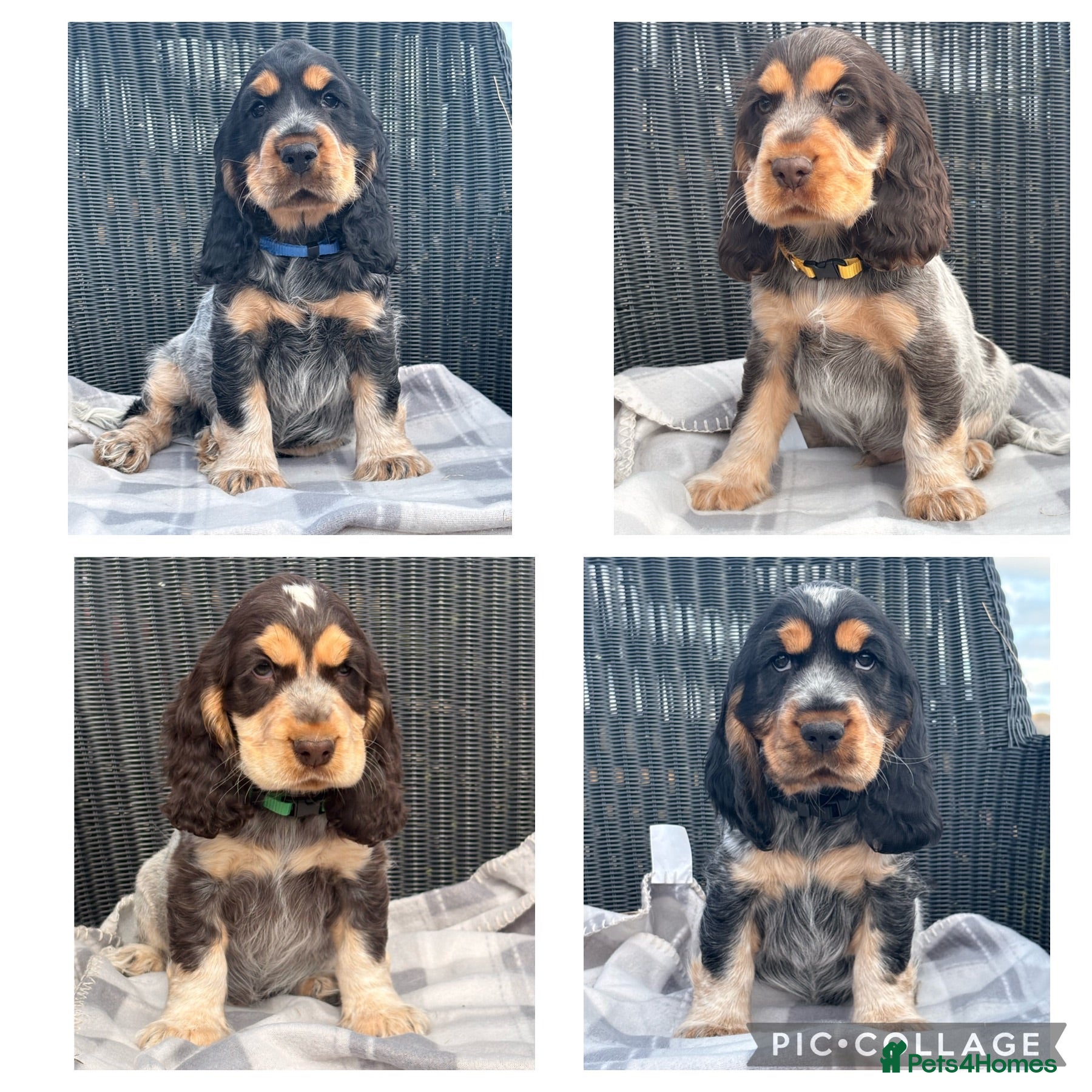 Cocker Spaniel dogs KC Registered Show type Cocker Spaniel DNA Tested - Advert 1